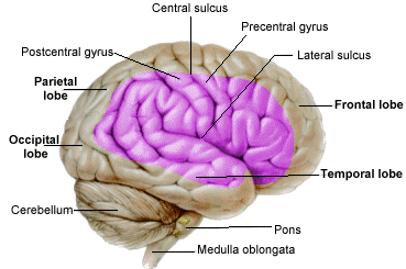supply from middle cerebral artery
