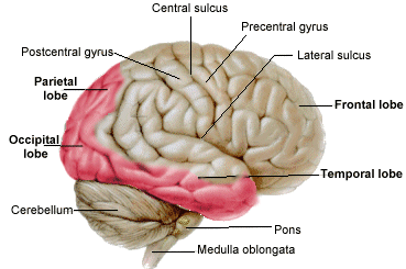 supply from posterior cerebral artery