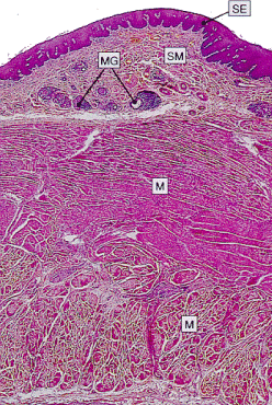 oesophagus