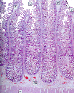 histology of small intestine