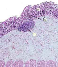 large intestine