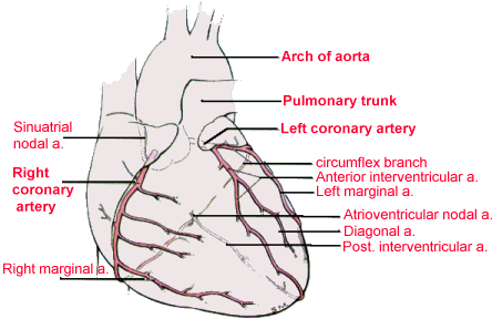 map of coronary arteries