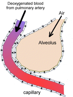 Alveolar structure